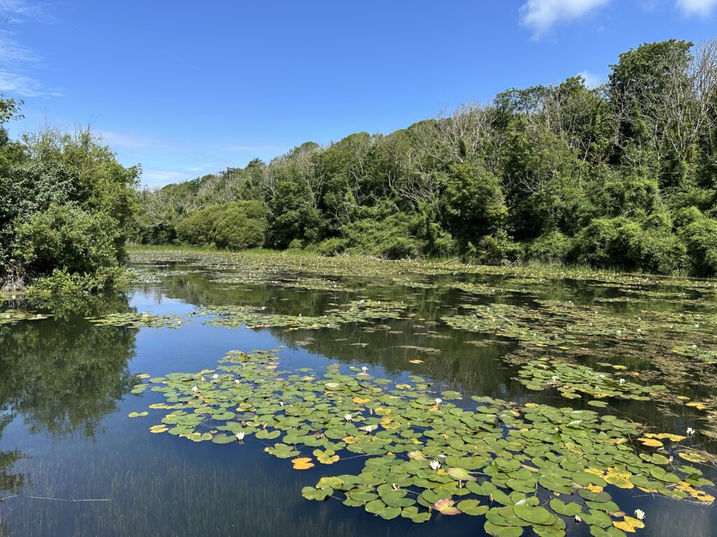 Bosheston Lilly Ponds